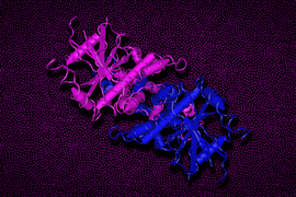 Against a decorative background is a rendering of a STING protein made of curling strings and rods. It is pink on the left and blue on the right, and the parts are intertwined.